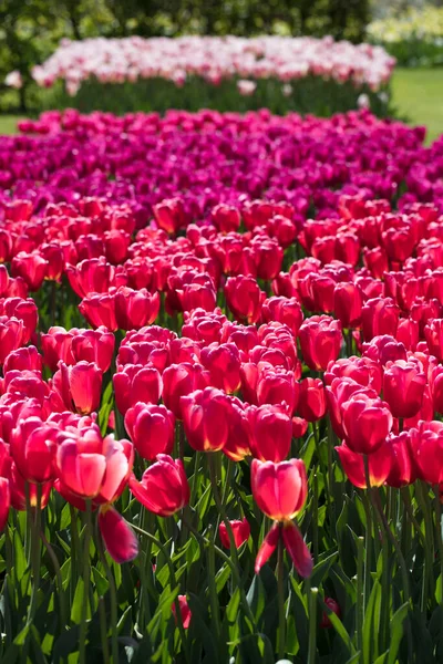 太陽の下で花の庭でカラフルなチューリップを咲かせます チューリップ オランダのシンボル — ストック写真