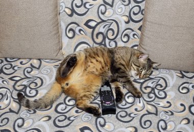 Rahat bir ortamda bizim favori evcil hayvan. Yakışıklı kedi. Kanepede rahat poz kabarık ve şeritli olduğunu.