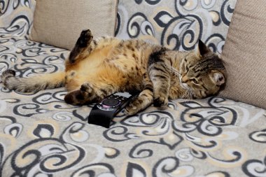 Rahat bir ortamda bizim favori evcil hayvan. Yakışıklı kedi. Kanepede rahat poz kabarık ve şeritli olduğunu.