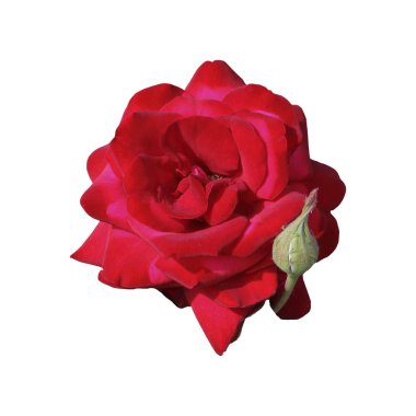 Kırmızı bir gül çiçektir. Beyaz arka plan üzerinde izole. Kadınlar için bir hediye.