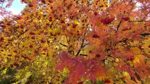ローワン ツリー明るい紅葉と果実 スロー モーション カメラ 葉で太陽のまぶしさ — ストック動画