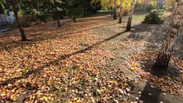 都市公園の秋 白樺の黄葉 緑のトウヒ バックライトと遅いカメラの動き — ストック動画