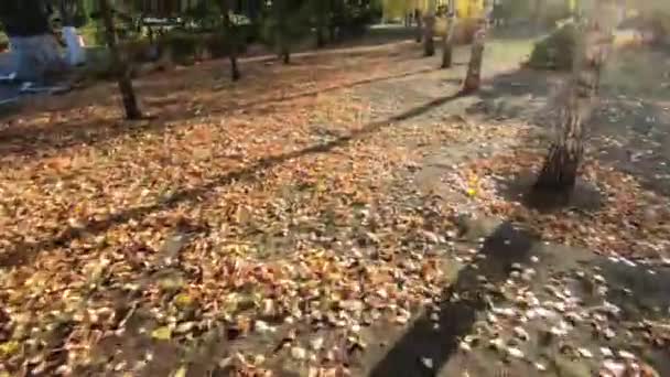 秋天的城市公园 桦树上的黄叶 绿色云杉 加速相机移动 — 图库视频影像