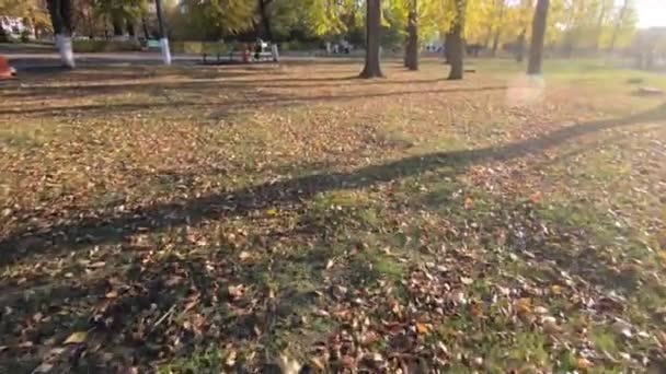 Parque Ciudad Otoño Hojas Amarillas Sobre Abedul Abeto Verde Movimiento — Vídeo de stock