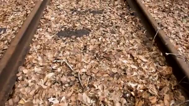 Old Railway Filled Autumn Yellow Leaves Slow Camera Movement Forward — Stock Video
