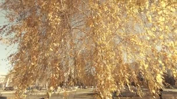 Σημύδα Δέντρο Και Κίτρινα Φύλλα Λαμπερός Ήλιος Μπροστά Από Γυρίσματα — Αρχείο Βίντεο