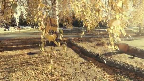 桦树和黄叶 明亮的太阳在拍摄前 地上有鸟 — 图库视频影像