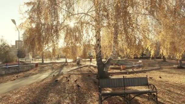 桦树和黄叶 明亮的太阳在拍摄前 地上有鸟 — 图库视频影像