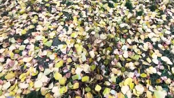 明亮的秋叶在草地上 特写和慢镜头向前移动 — 图库视频影像