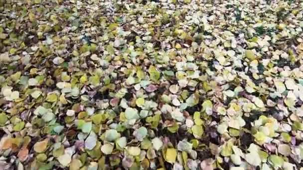 Feuilles Automne Lumineuses Sur Herbe Gros Plan Mouvement Lent Caméra — Video