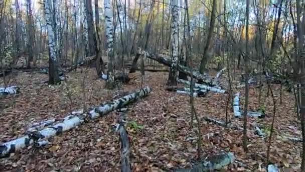 秋の森とたくさんの倒れた木々 黄色の葉と青い空 — ストック動画
