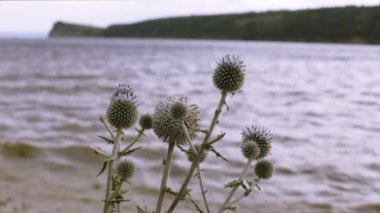 Nehir kıyısında dikenli bush. Rüzgarda sallanan. Arka plan bulanık.