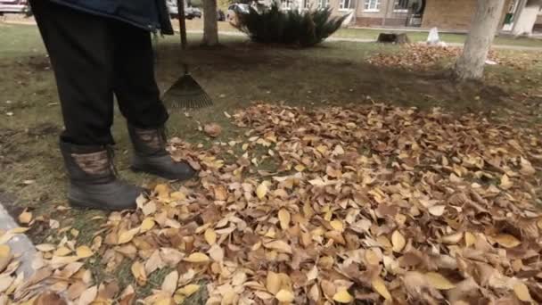 Mężczyzna Zamiata Trawnika Sporo Żółty Autumn Odchodzi Można Zobaczyć Drzewa — Wideo stockowe