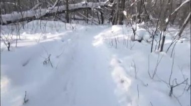 Kış güneşli bir günde orman. Kabarık beyaz kar. Temiz hava ve temiz doğa.
