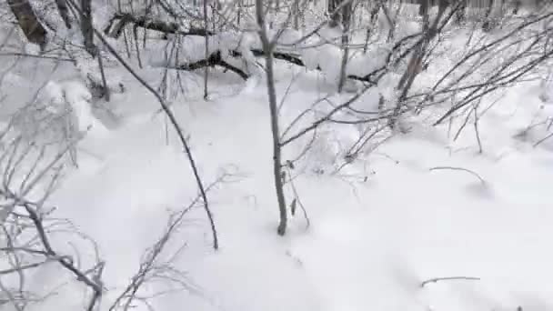 Zonnige Winterdag Het Forest Pluizige Witte Sneeuw Frisse Lucht Schone — Stockvideo