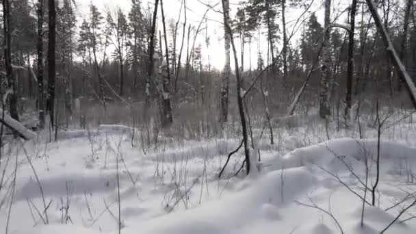 Journée Ensoleillée Hiver Dans Forêt Neige Blanche Moelleuse Air Frais — Video