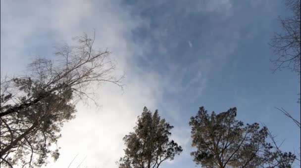 Wintersonniger Tag Wald Flauschig Weißer Schnee Frische Luft Und Saubere — Stockvideo