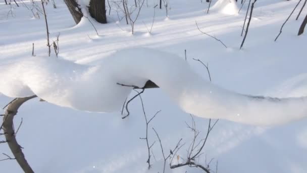 森の中の冬の晴れた日 ふわふわの白い雪 新鮮な空気と清らかな自然 — ストック動画