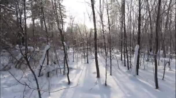 Zonnige Winterdag Het Forest Pluizige Witte Sneeuw Frisse Lucht Schone — Stockvideo