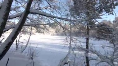 Kış güneşli bir günde orman. Kabarık beyaz kar. Temiz hava ve temiz doğa.