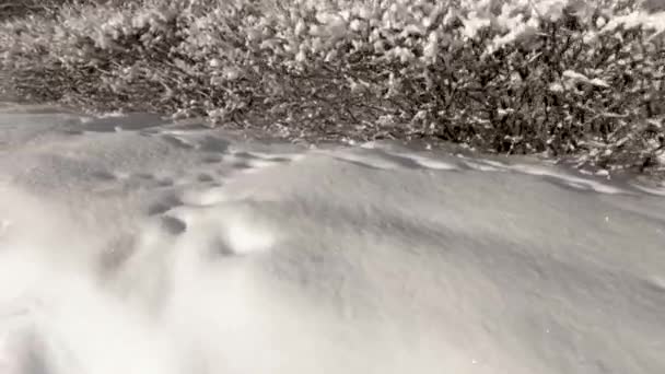Zonnige Winterdag Het Forest Pluizige Witte Sneeuw Frisse Lucht Schone — Stockvideo