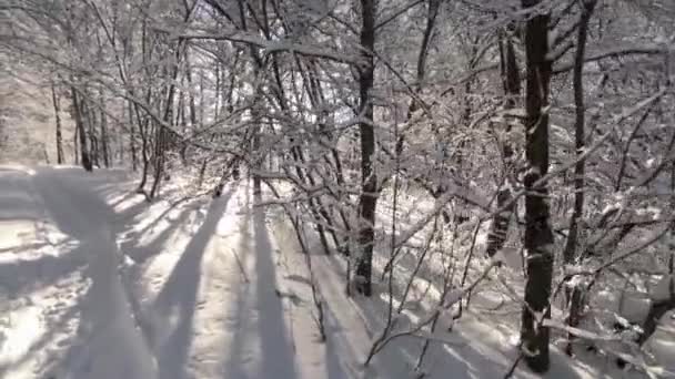 Dia Ensolarado Inverno Floresta Neve Branca Fofa Fresco Natureza Limpa — Vídeo de Stock