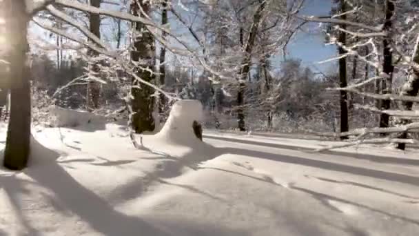 Ηλιόλουστη Μέρα Του Χειμώνα Στο Δάσος Χνουδωτό Λευκό Χιόνι Φρέσκο — Αρχείο Βίντεο