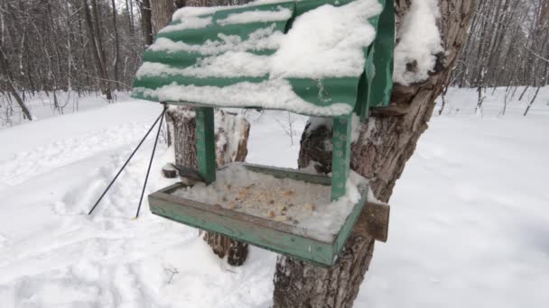 Comedero Árboles Para Aves Bosque Invernal Pajaritos Pasan Volando — Vídeo de stock