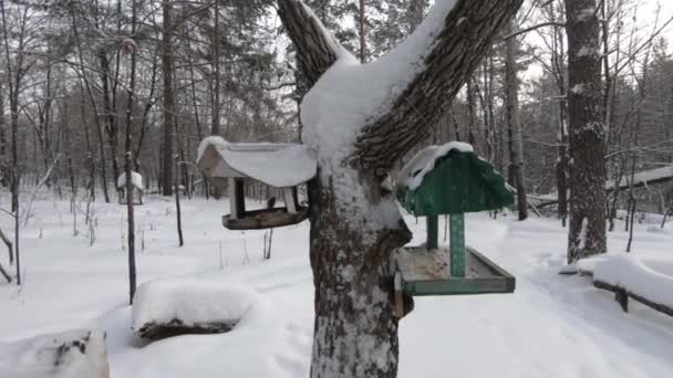 Futterstelle Für Vögel Winterwald Kleine Vögel Fliegen Vorbei — Stockvideo