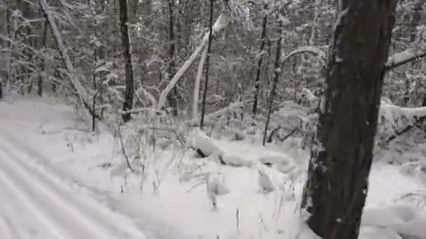 Meninas Montam Esqui Cross Country Floresta Inverno Neve Branca Pura — Vídeo de Stock