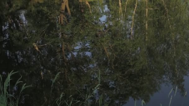 Reflejo Árboles Hojas Río Pequeñas Ondas Superficie Cálido Día Verano — Vídeo de stock