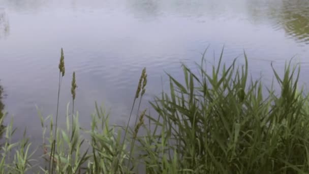 Feuilles Roseaux Dans Baie Rivière Câblage Caméra Lent Sur Rivage — Video