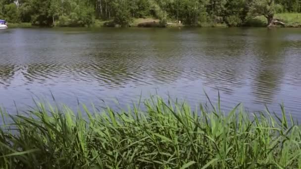 Feuilles Roseaux Dans Baie Rivière Câblage Caméra Lent Sur Rivage — Video