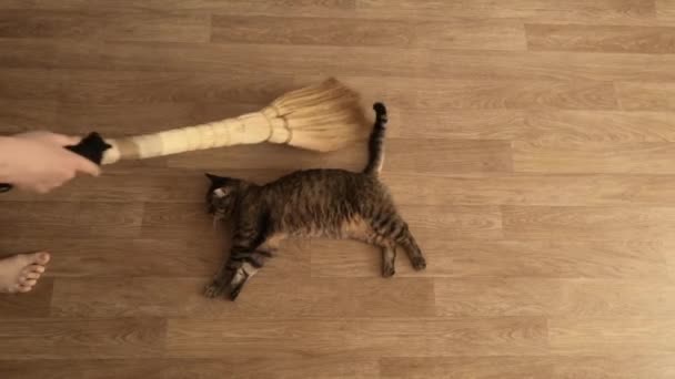 여성이 빗자루로 바닥을 쓸어넘기고 중간에 고양이이며 떠나지 않습니다 클로즈업 — 비디오