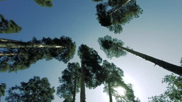Tall, slender pines. Long trunks. Camera rotation around the axis. Visible tree crowns, blue sky, clouds and sun. — Stock Footage Tall Slender Pines Long Trunks Camera Rotation Axis Visible Tree Royalty Free Stock Video