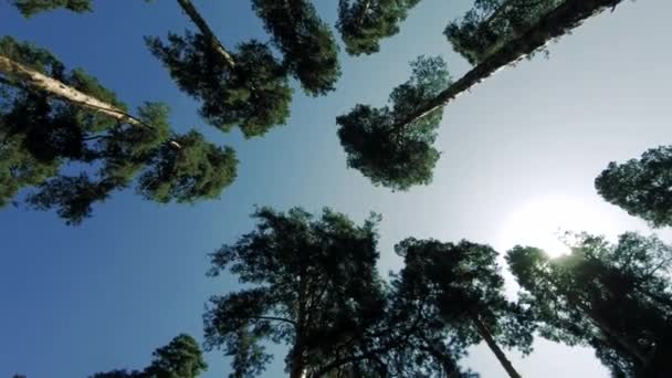 Tall, slender pines. Long trunks. Camera rotation around the axis. Visible tree crowns, blue sky, clouds and sun. — Stock Footage Tall Slender Pines Long Trunks Camera Rotation Axis Visible Tree Stock Footage