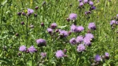 Pembe devedikeni çiçekleri rüzgarda sallar. Parlak yeşil böcekler boyunca sürünür.