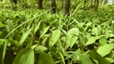 Kamera vadi yapraklarının büyük, yeşil zambak ile kablolama. Görünür çiçekler ve ağaçlar. Küçük sinekler birbirinden uçar. Doğanın güzelliği ve aroması. Atmosferik video.
