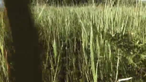 Okablowanie Kamery Przez Zieloną Trawę Ostre Wysokie Liście Widoczne Kwiaty — Wideo stockowe