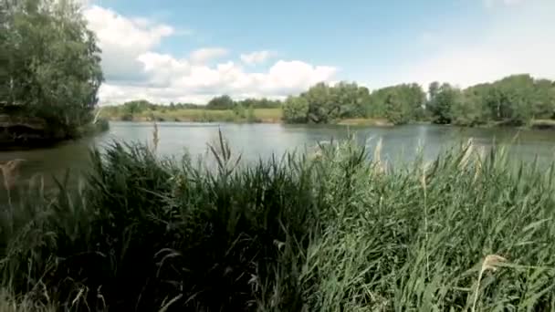 Det Finns Grunda Vågor Vacker Flod Förgrunden Lång Grön Vass — Stockvideo