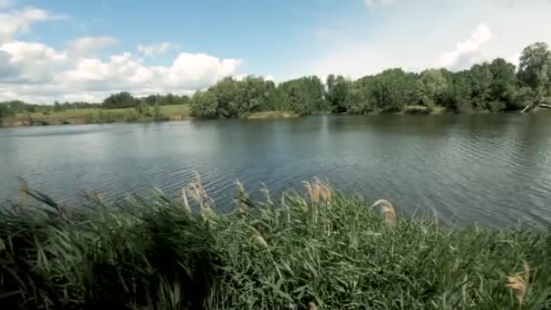 Il y a des vagues peu profondes sur une belle rivière. Au premier plan, un grand roseau vert se détache du vent. En face de la forêt, ciel bleu et cumulus nuages. Câblage de la caméra et ralentissement de la prise de vue .