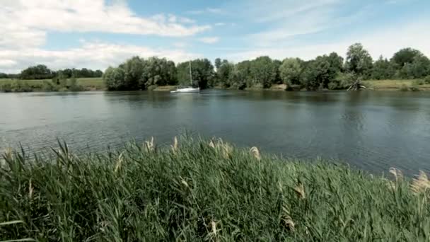 Foreground Tall Green Reed Sways Wind Forest Blue Sky Cumulus — Stock Video