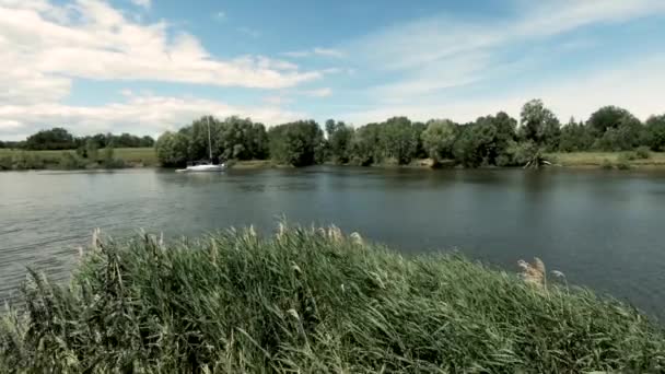 Premier Plan Grand Roseau Vert Dégage Vent Face Forêt Ciel — Video