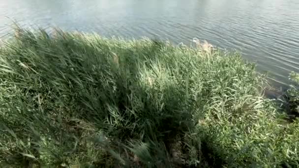 Красивой Реке Мелкие Волны Переднем Плане Высокий Зеленый Тростник Раскачивается — стоковое видео