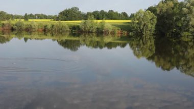 Nehirde sabahın erken saatlerinde. Sakinlik ve sessizlik. Diğer tarafta yeşil bir altın orman. Bulutlar yansıtılır. Küçük bir sopa suya düştü ve küçük dalgalar ortaya çıktı.