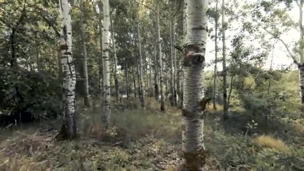 若いアスペンの森 木の幹の間のカメラの通路 背の高い草 明るい空 自然の純粋さ — ストック動画