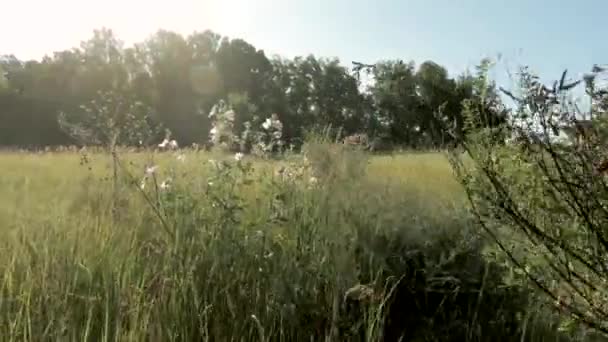 Grote Weide Het Midden Van Het Bos Veel Verschillende Kruiden — Stockvideo