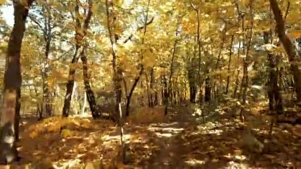 Светлый Солнечный День Лесу Осеннее Время Красивые Желтые Кленовые Листья — стоковое видео