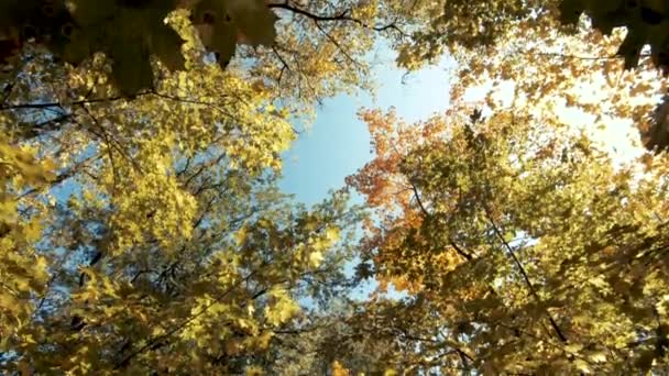Journée chaude et ensoleillée dans la forêt. À l'automne. Belles feuilles d'érable jaunes. Nature pure et bonne humeur. Éblouissement lumineux de la lumière à travers les branches des arbres. Vidéo atmosphérique .