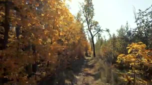 森の中で暖かい晴れた日 秋だ美しい黄色のカエデの葉 純粋な自然と良い気分 木々の枝を通る光の明るいまぶしさ 大気ビデオ — ストック動画